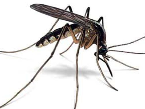 biológiai szúnyoggyérítés melegködös szúnyogirtásmelegködös http://irtas.eu/szu