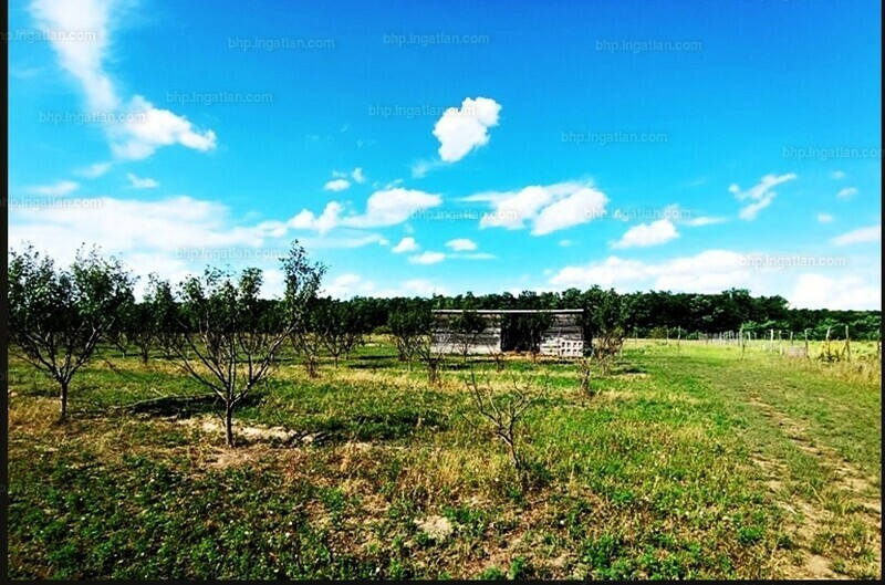 Eladó Sződ határában, 150000 m2-es mezőgazdasági terület.  