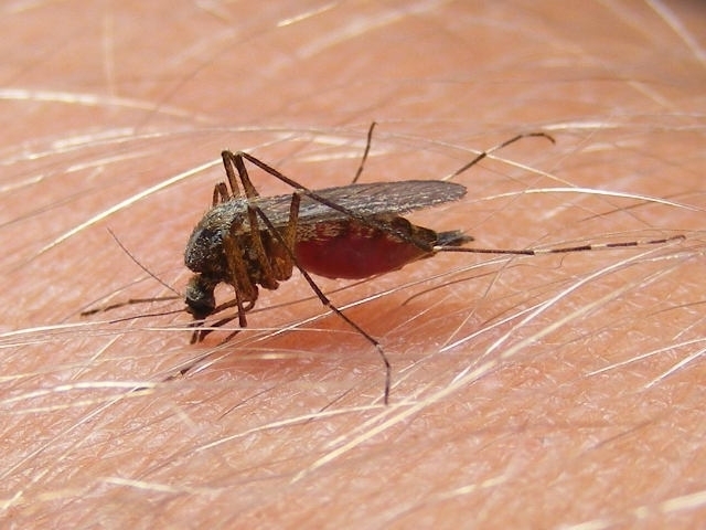 Szúnyogirtás biológiai módszerrel,iológiai szúnyoggyérítés,  szúnyogok gyérít