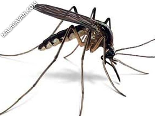 Szúnyogirtás,Biológiai szúnyogirtás, Földi kémiai szúnyoggyérítés