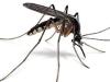
Keressen minket biológiai szúnyoggyérítés vagy hagyományos földi  meleg ködös szúnyogirtás ügyében.
Az ország teljes területén végzünk szúnyogirtást a megrendelőinkhez igazodva!  Combi Kft 06209 459090



Kulcsszavak:
Szúnyogirtás, szúnyoggyérítés, szúmyogirtó
