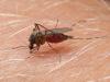 
 Biológiai szúnyogirtás! 30év tapasztalat a szúnyogirtás területén
Biológiai szúnyogirtás, szúnyoggyérítés megrendelése 06-20-9459090
 Rendelje meg idõben a biológiai szúnyogirtást még a szúnyoginvázió elõtt.
Biológia módszerrel is végezhetõ a szúnyogirtás. Ennek a