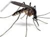 

Szúnyogirtás mely biztosítja szabadban tartózkodás örömét. T:20/945-9090
szúnyogirtás szabadtéri rendezvényeken , szúnyogirtás városokban, településeken.
Szúnyogirtás elvégzését vállaljuk az ország egész területén.
Szúnyogirtás megrendelése esetén rövid határid