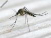 Szúnyogirtó szolgáltatásunk rövid határidővel!  Rendeljen időben szúnyogirtást a nyári nyugalom érdekében!
T:06 205723309
Az idõben és rendszeresen elvégzett szúnyogirtás nagyban csökkenti egyedszámukat.




Kulcsszavak:
szúnyogirtás
